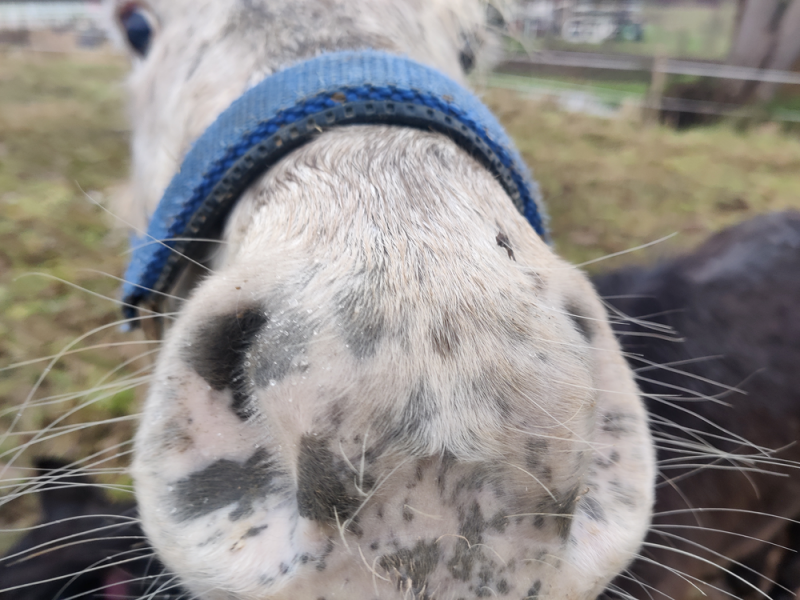 8 5 Patty Und Eldorado 4