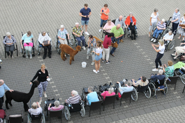 Alpakabesuch5